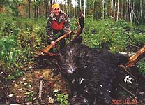 New BRunswick Guided Moose hunts